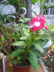 Catharanthus roseus