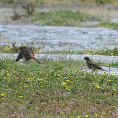 Haemorhous mexicanus