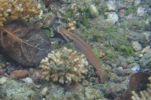 Halichoeres melanotis