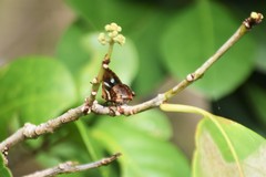 Anteros carausius carausius