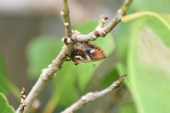 Anteros carausius carausius