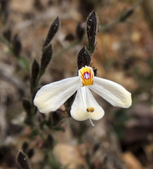 Henrya insularis
