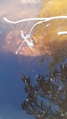 Ecchlorolestes peringueyi