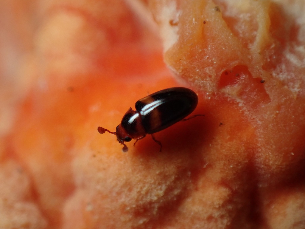 Pleasing fungus beetle