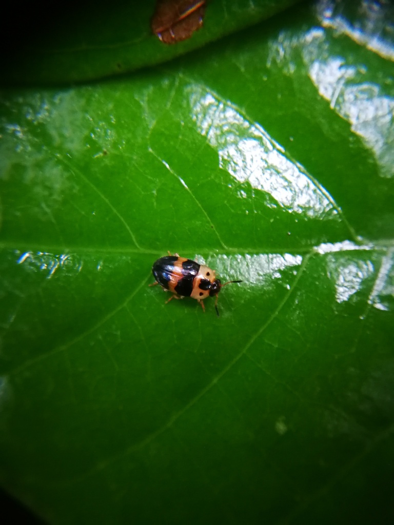Mycotretus opalizans