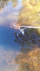 Ecchlorolestes peringueyi