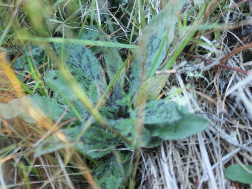 Image of Hieracium pollichiae by (c) Joe Dillon, some rights reserved (CC BY)