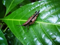 Xiphiola cyanoptera
