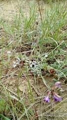 Astragalus missouriensis