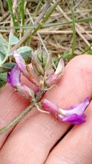 Astragalus missouriensis