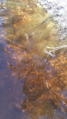 Ecchlorolestes peringueyi