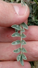 Astragalus missouriensis