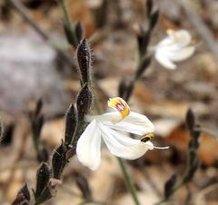 Henrya insularis