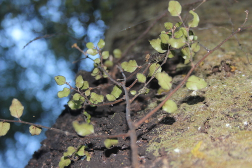 Nothofagus × apiculata (Nothofagus × apiculata)