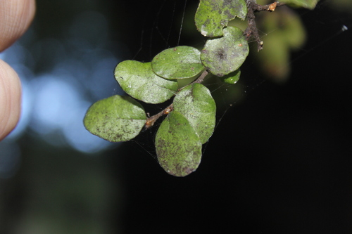 Nothofagus × apiculata (Nothofagus × apiculata)