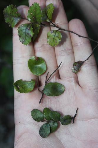 Nothofagus × apiculata (Nothofagus × apiculata)