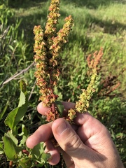 Rumex chrysocarpos