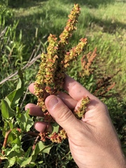 Rumex chrysocarpos