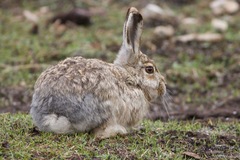 Woolly Hare photo 5