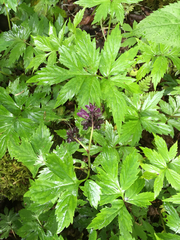 Hydrophyllum virginianum atranthum