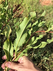Rumex chrysocarpos