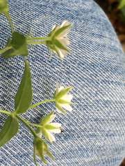 Stellaria corei