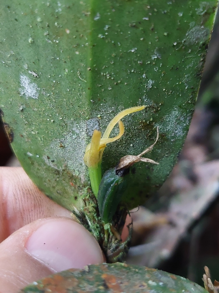 Pleurothallopsis microptera