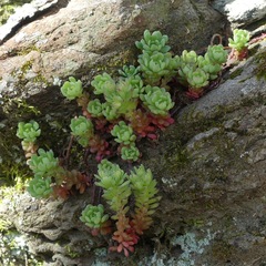 Sedum glaucophyllum