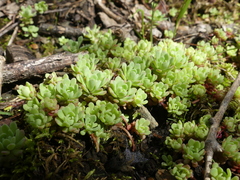 Sedum glaucophyllum
