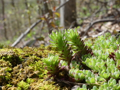 Sedum glaucophyllum