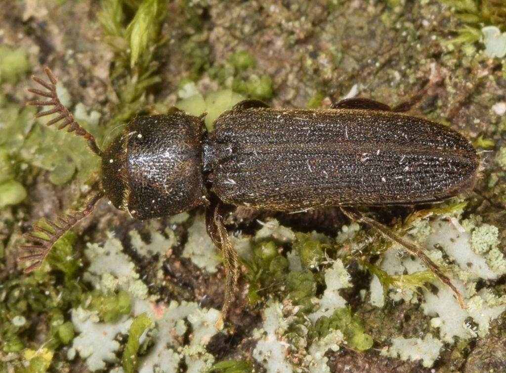 Melasis pectinicornis