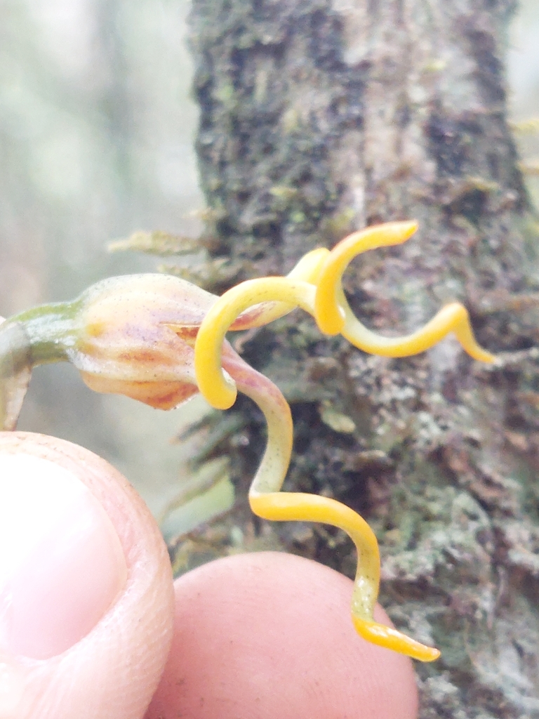 Masdevallia caudivolvula