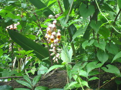 Alpinia nutans