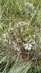 Phlox hoodii