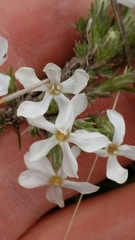 Phlox hoodii