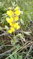 Thermopsis rhombifolia