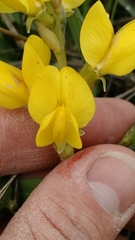 Thermopsis rhombifolia