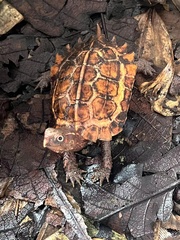 Black-Breasted Leaf Turtle photo 1