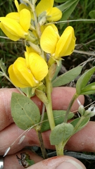 Thermopsis rhombifolia
