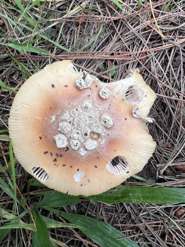 iNaturalist observation photo of amanita mushrooms