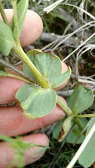 Thermopsis rhombifolia