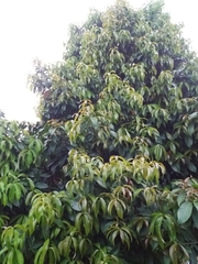 Magnoliopsida