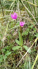 Dodecatheon