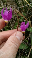 Dodecatheon