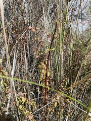 Calceolaria virgata