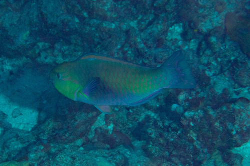 Japanse papegaaivis (Chlorurus japanensis) — Scaridae — 3