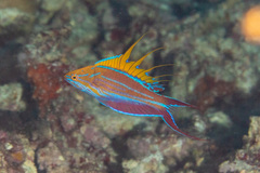 Paracheilinus filamentosus