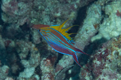 Paracheilinus filamentosus