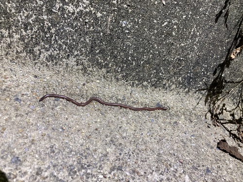 Faint-striped Blind Snake