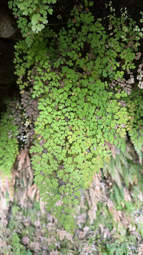 Adiantum raddianum observed 2024-05-12